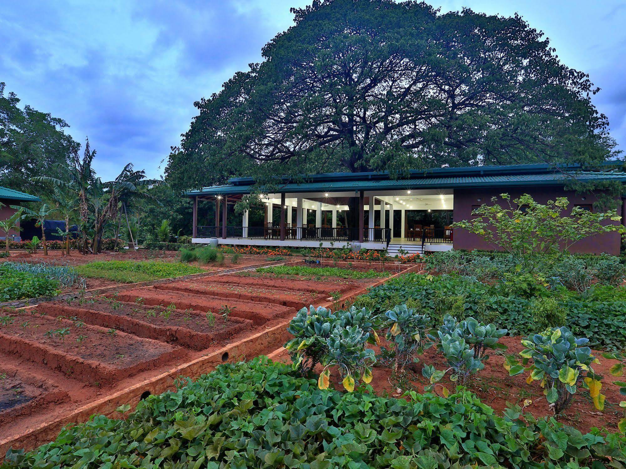 Grand & Gangula Hotell Dambulla Eksteriør bilde